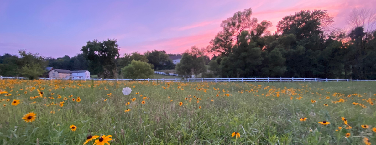 Design a Backyard Pollinators Love (with Wild Bird Designscapes & Wild Birds Unlimited of Glen Mills) | April 29